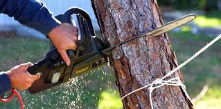 Trusted Woonsocket, RI  Tree Services Experts