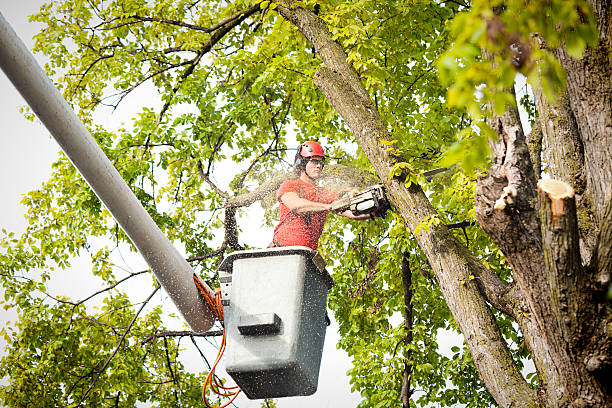 Best Commercial Tree Services  in Woonsocket, RI