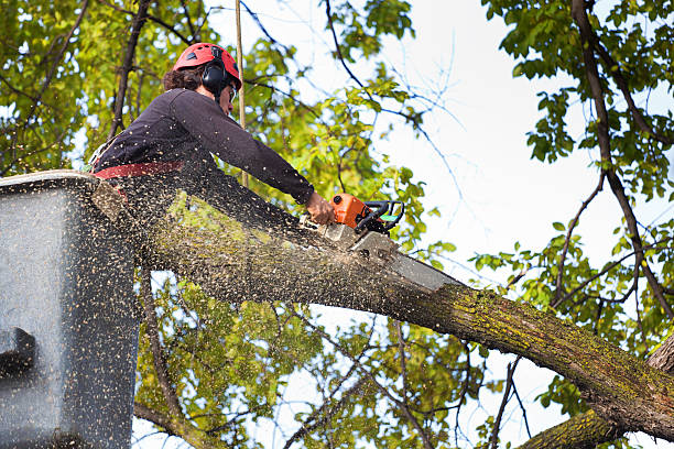 Why Choose Our Tree Removal Services in Woonsocket, RI?